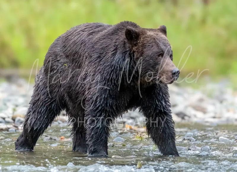 Grizzly (Brown) Bear Sow