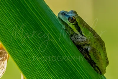 Other Fauna