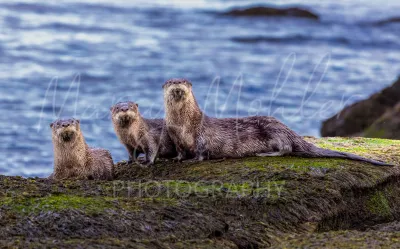 River Otters
