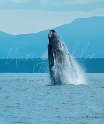 Marine Life