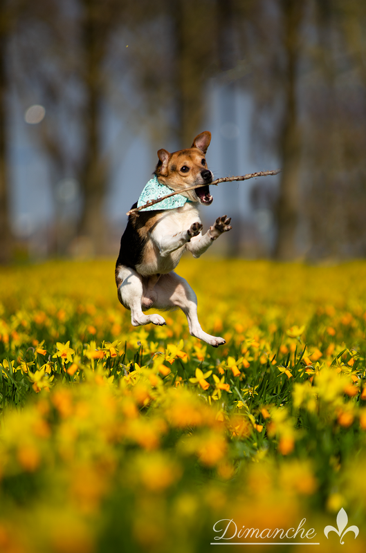 Voor Honden, Katten en overige Dieren.