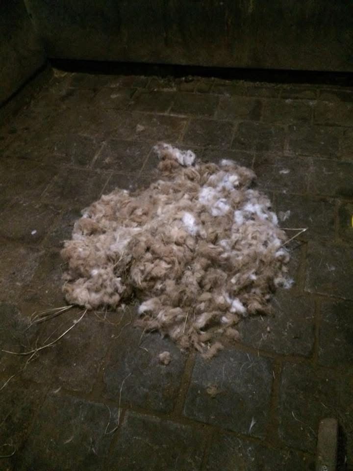 Paarden scheren afspraak op maat