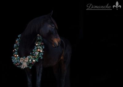 Limited Editie Mixed adventkalender 5 dagen ultieme luxe en mysterie