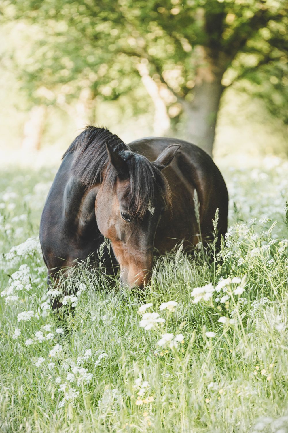 Voer meting paard