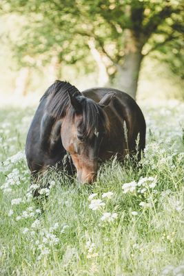 Voer meting paard