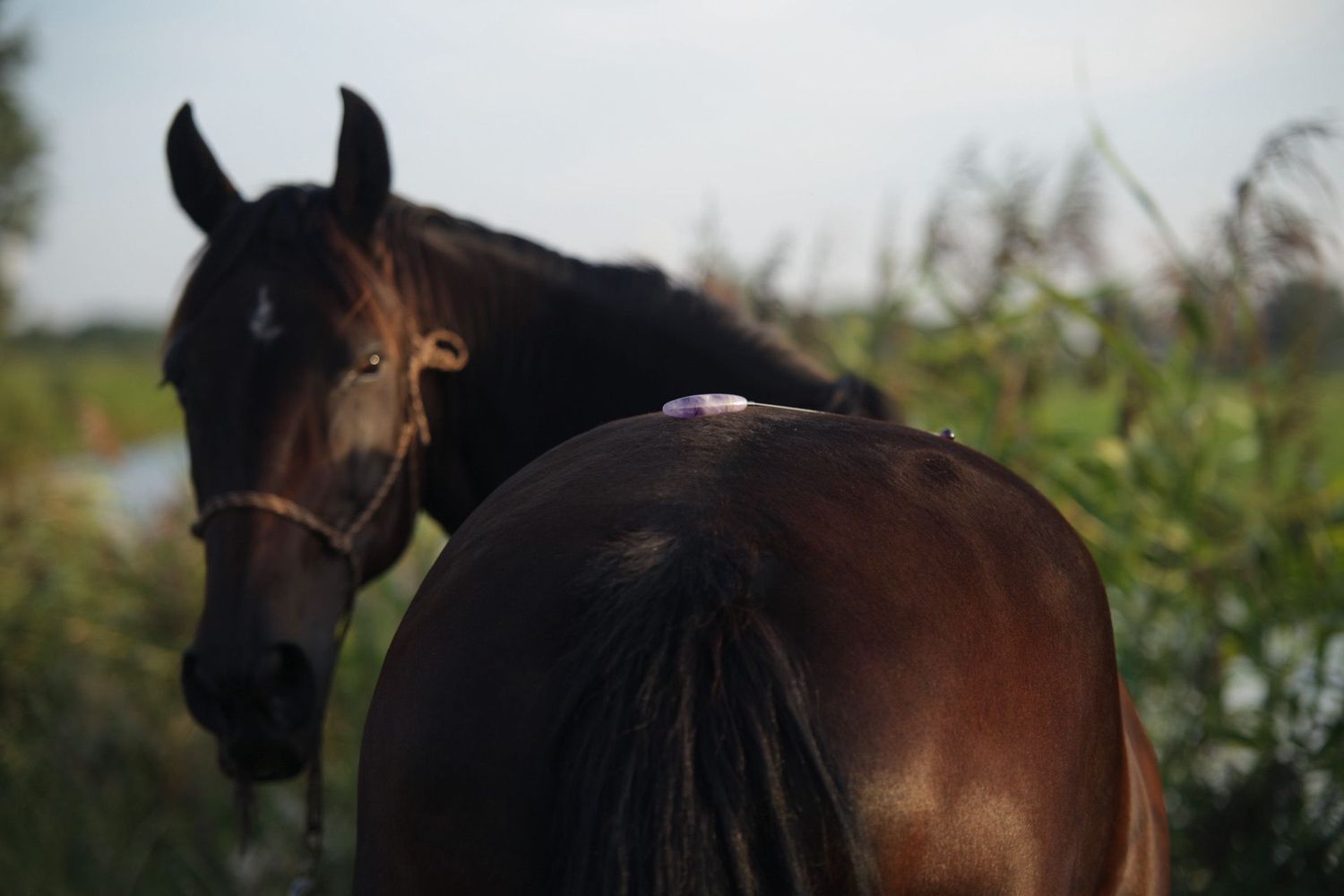 Body meting paard