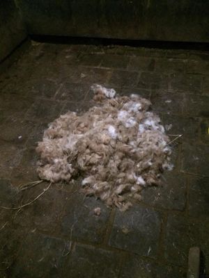 Paarden scheren afspraak op maat
