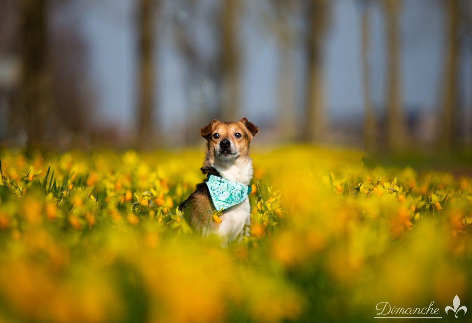 Body meting Hond &amp; kat