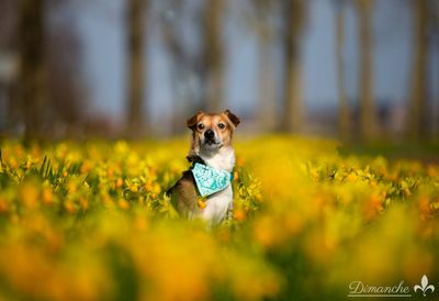Body meting Hond &amp; kat