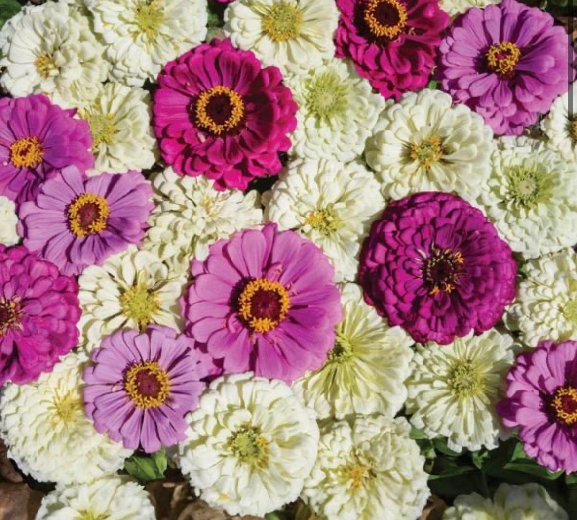Bulk Flower Buckets