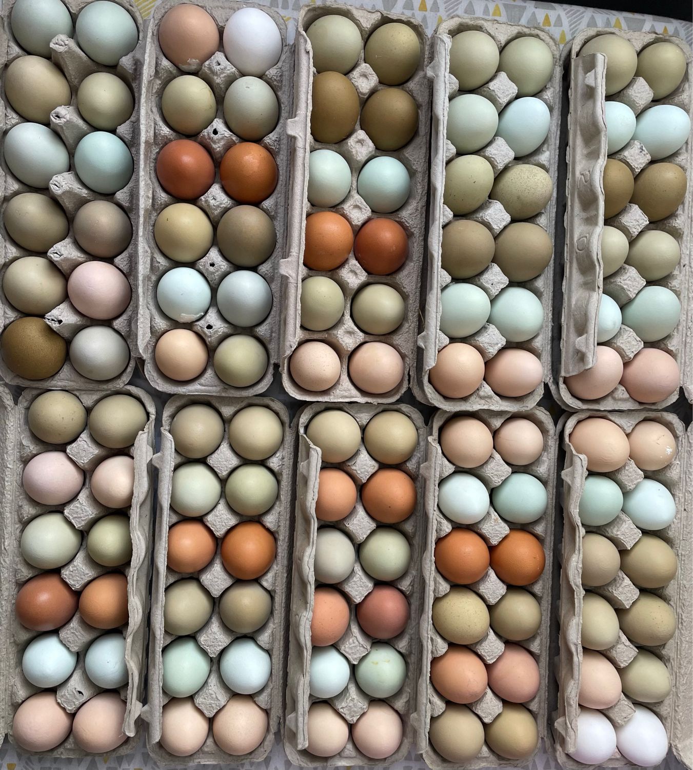 Rainbow Eggs- Calgary