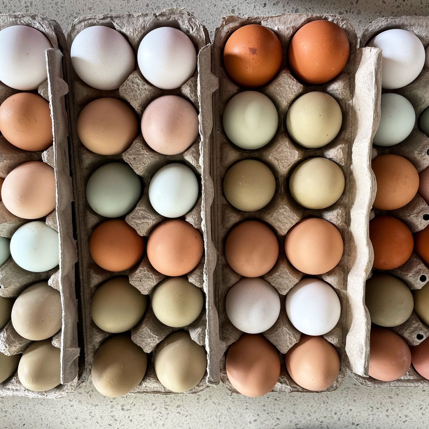 Eggs-Rainbow- Bassano/ Rosemary/ Duchess only