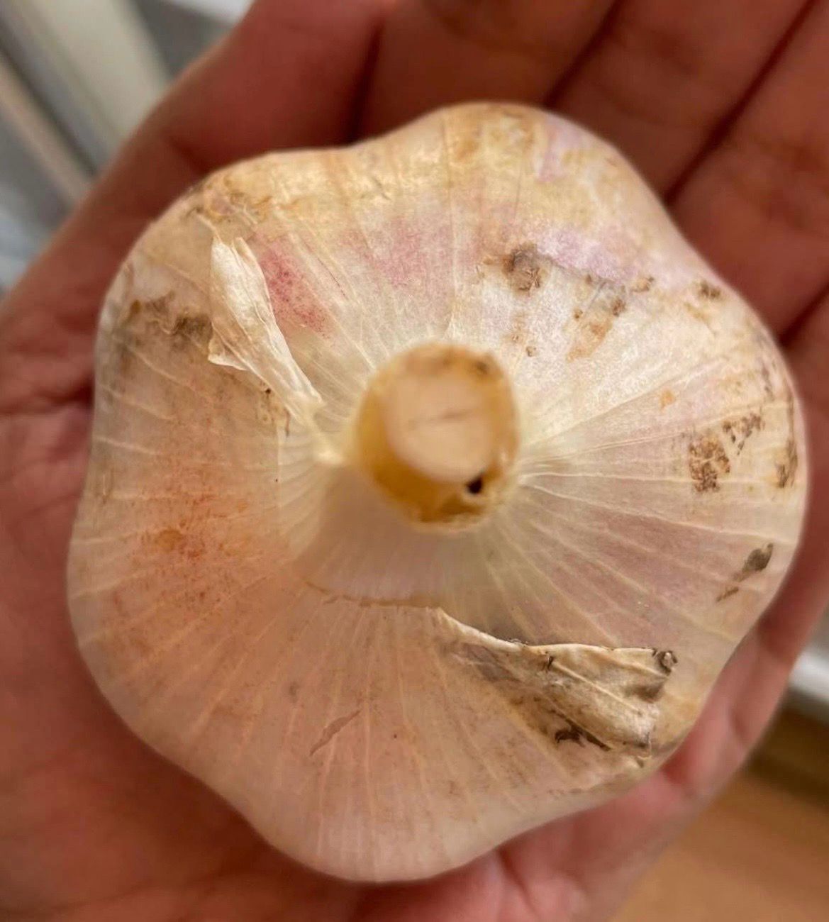 Garlic