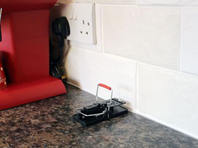 Rentokil RKLFM63 Advanced Mouse Trap (Twin Pack)
