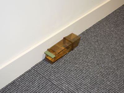 Pest-Stop (Pelsis Group) PRCPSTTS Trip-Trap Humane Mouse Trap (Single Loose)