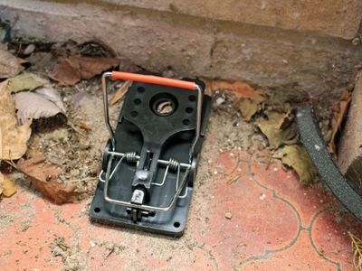 Rentokil RKLFR51 Advanced Rat Trap (Twin Pack)