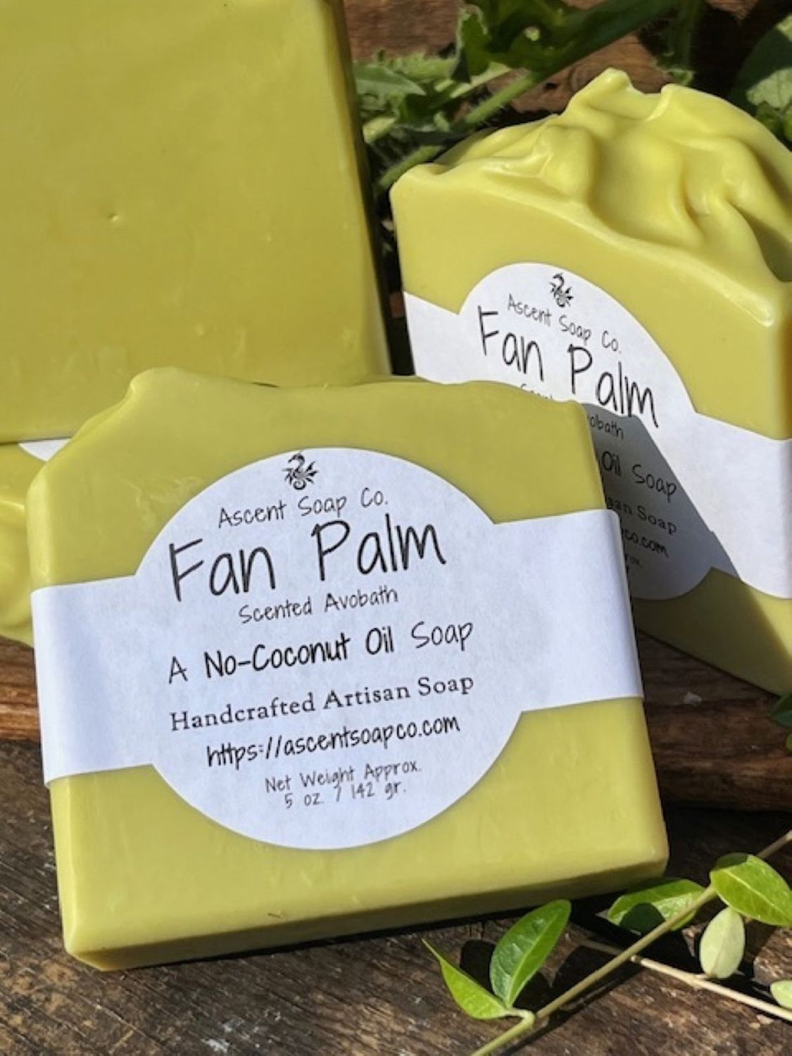 Fan Palm