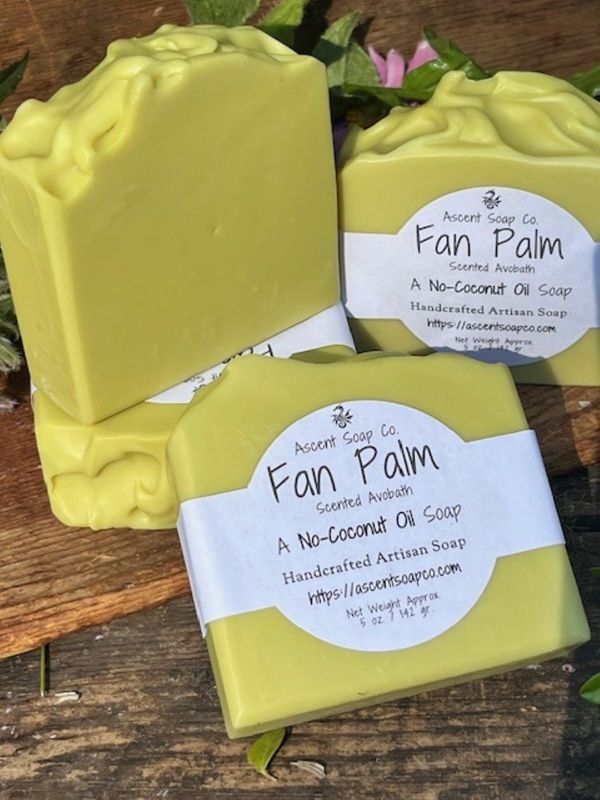 Fan Palm
