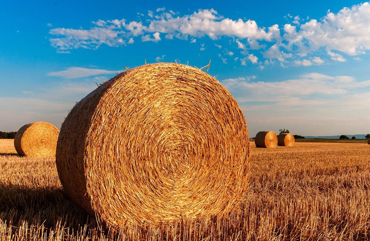 Square Hay Bales