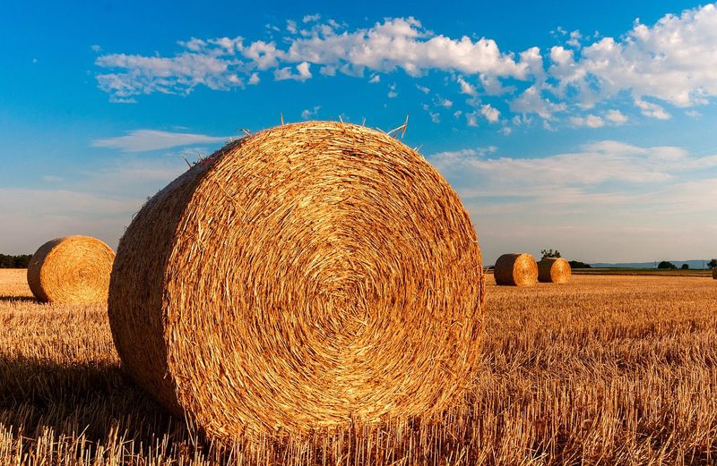 Square Hay Bales