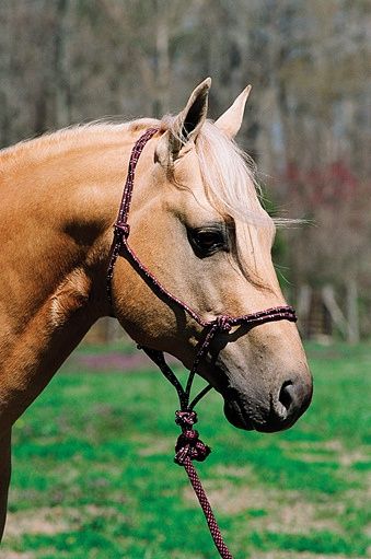 Soft Braided Poly Rope Halter Average Horse