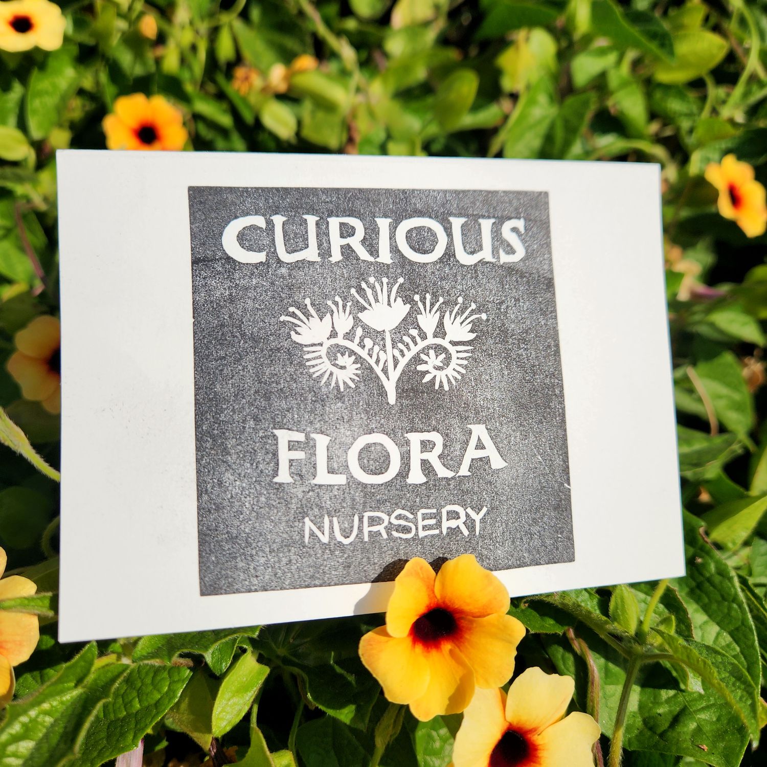 Curious Flora Gift Card - $250