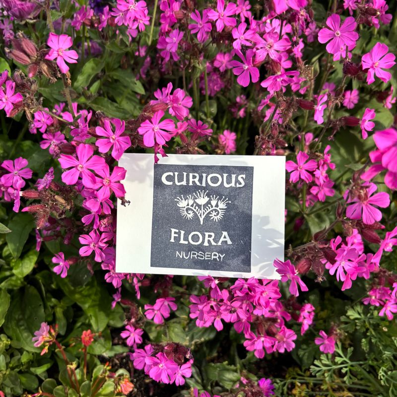 Curious Flora Gift Card - $25