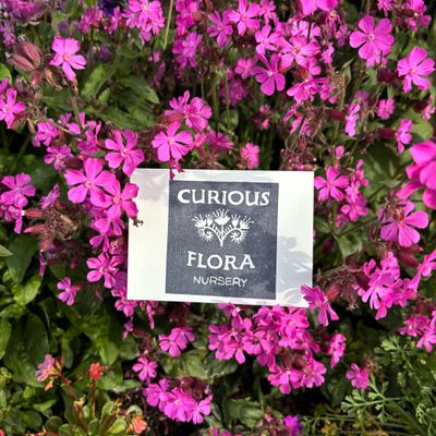 Curious Flora Gift Card - $25