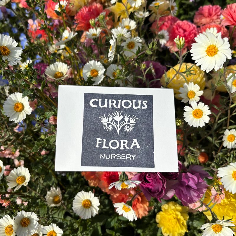 Curious Flora Gift Card - $150