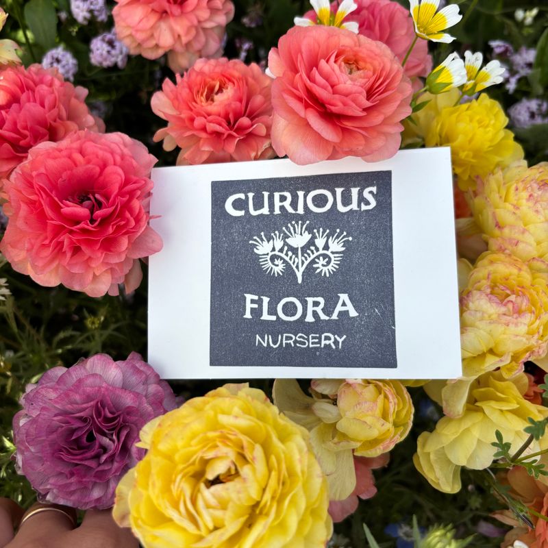 Curious Flora Gift Card - $300