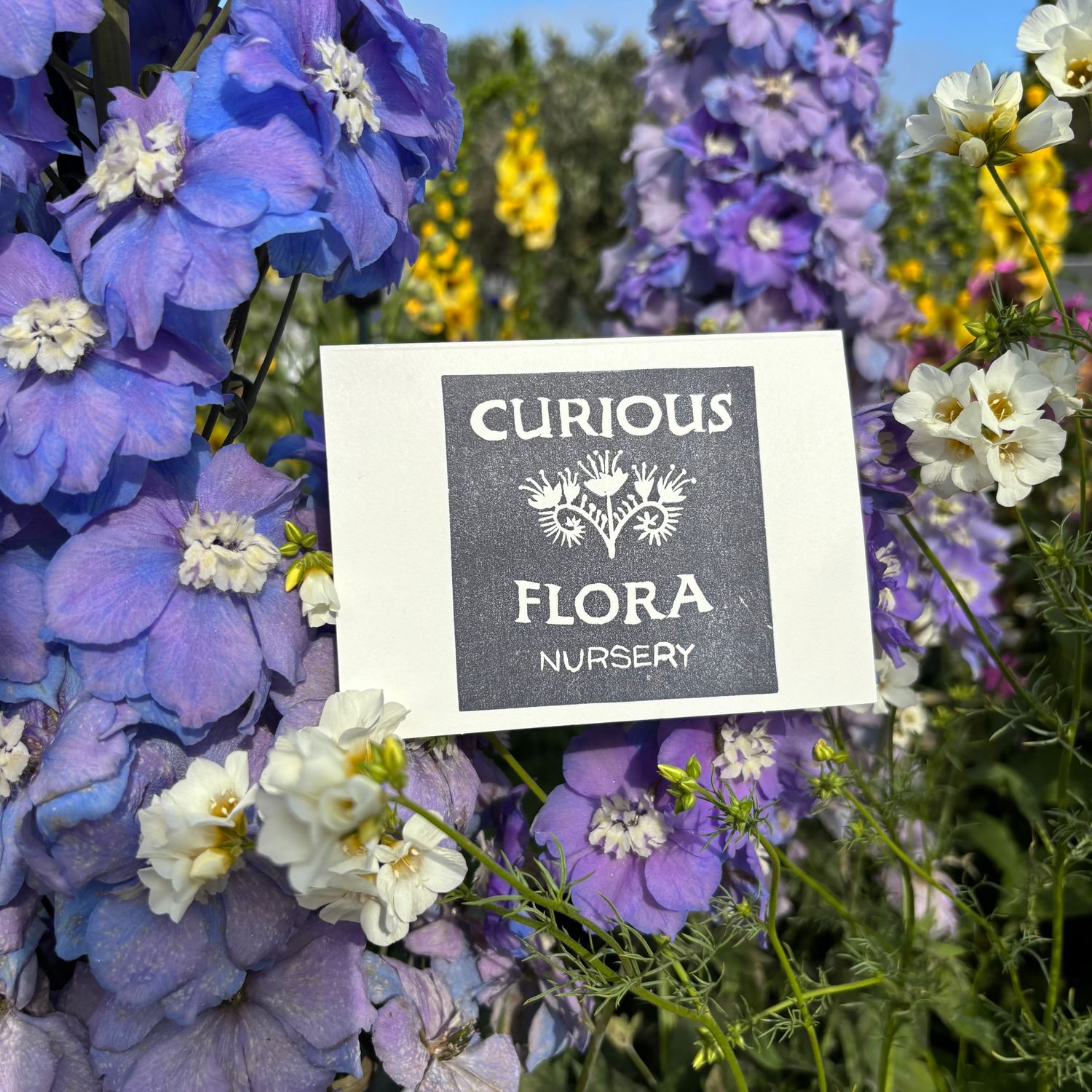 Curious Flora Gift Card - $50