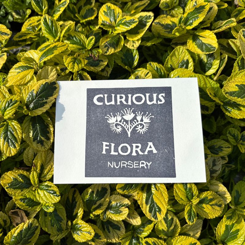 Curious Flora Gift Card - $500