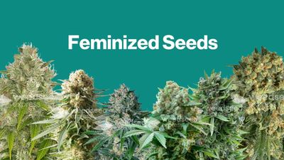 Feminized