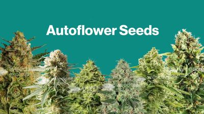 Auto-Flowering