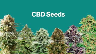 CBD Feminized