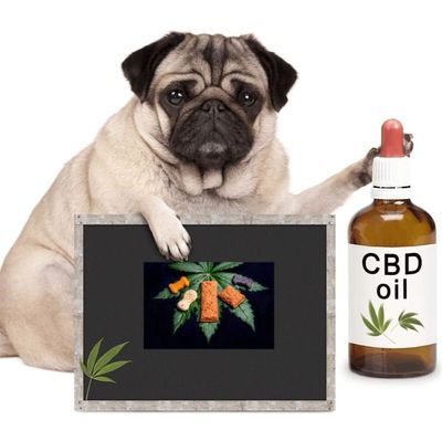 CBD for Pets