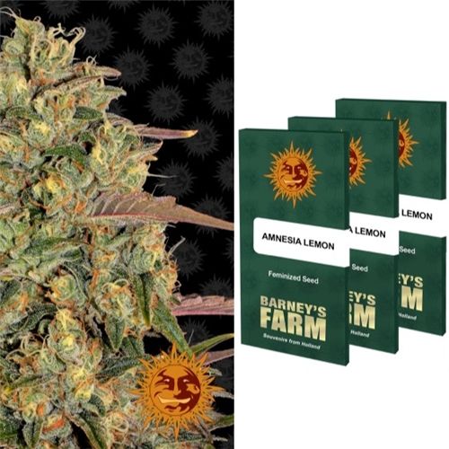 Barney&#39;s Farm Feminized (3 Seeds), Strain: Amnesia Lemon