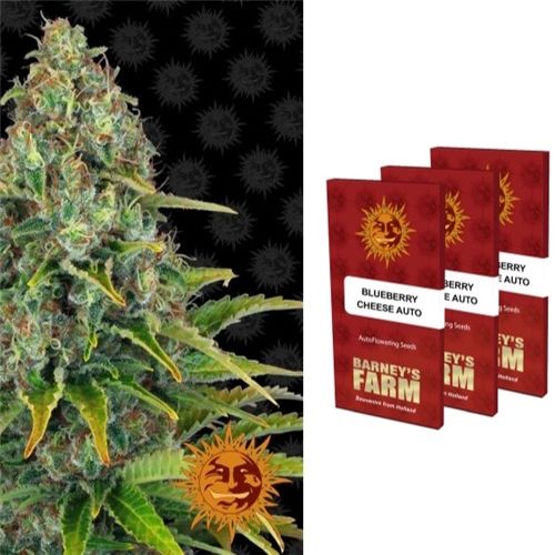 Barney&#39;s Farm Auto (3 Seeds), Strain: Blueberry Cheese
