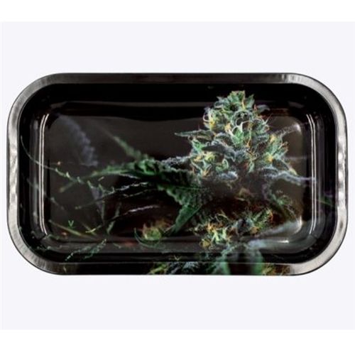 Strain O.G. Kush, 27cm