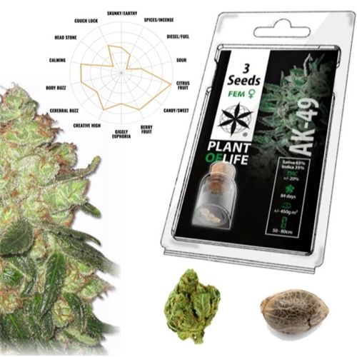 AK49 Feminized, 3 Seeds