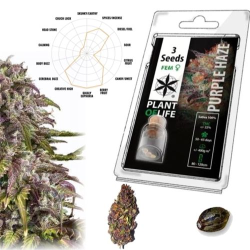 Purple Haze Feminized, 3 Seeds