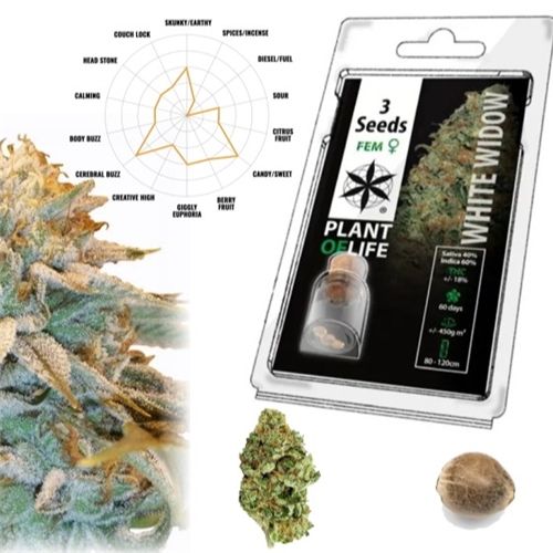 White Widow Feminized, 3 Seeds