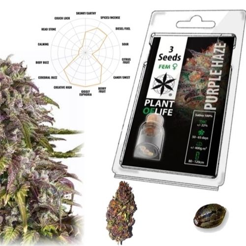 Purple Haze Feminized, 3 Seeds