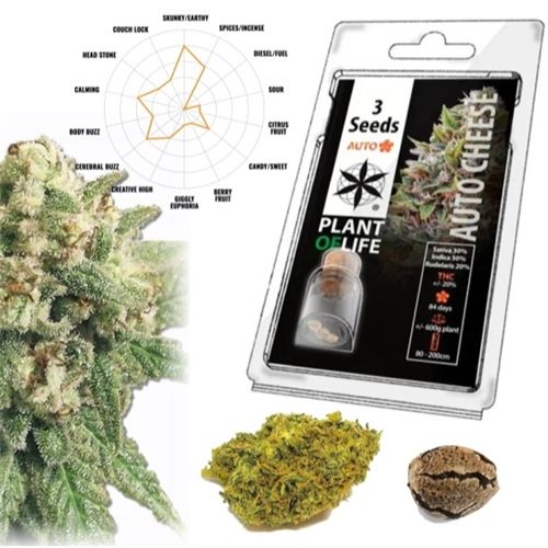 Cheese Auto, 3 Seeds