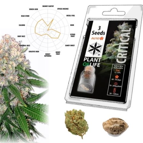 Critical Auto, 3 Seeds