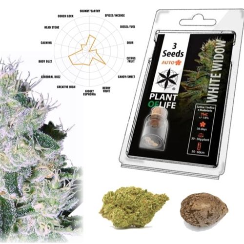 White Widow Auto, 3 Seeds