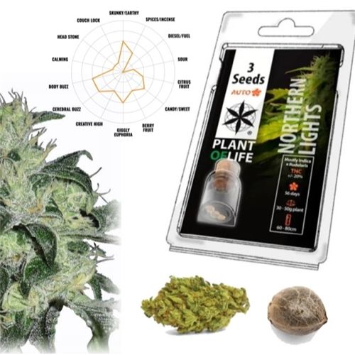 Northern Lights Auto, 3 Seeds