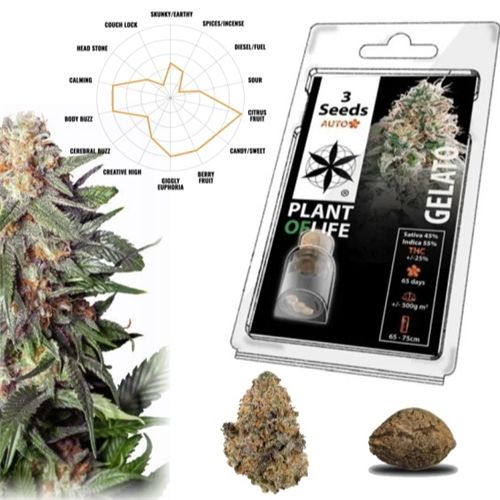 Gelato Auto, 3 Seeds