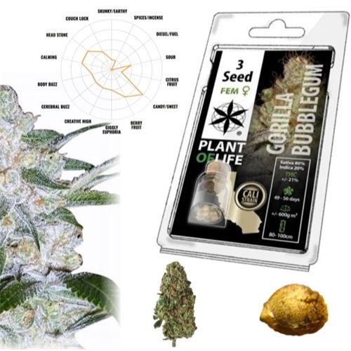Gorilla Bubble Gum Feminized, 3 Seeds
