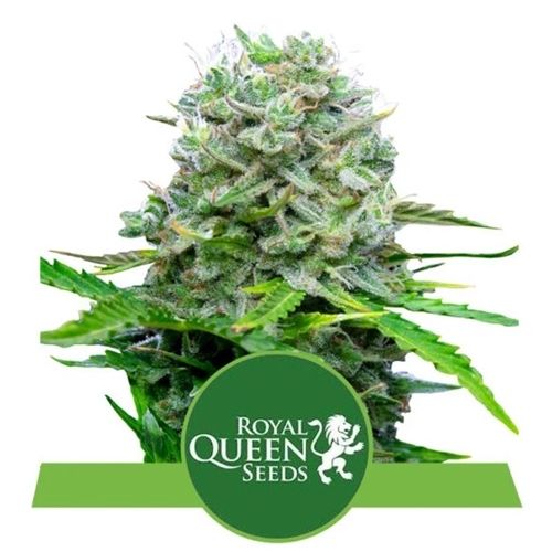 RQS Auto-Flowering, 1 seed